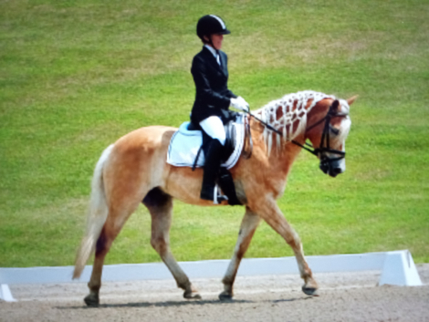 HorseID: 2317795 A Golden Arrow - PhotoID: 1104660