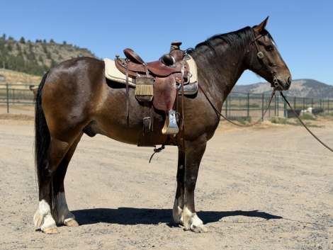 HorseID: 2317796 Cody - PhotoID: 1104657