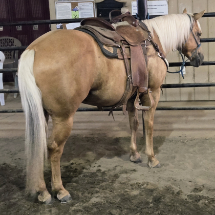 HorseID: 2317799 Boons Highbrowd Lady - PhotoID: 1104663