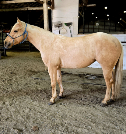 HorseID: 2317799 Boons Highbrowd Lady - PhotoID: 1104664