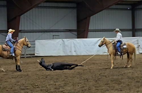 HorseID: 2317799 Boons Highbrowd Lady - PhotoID: 1104665