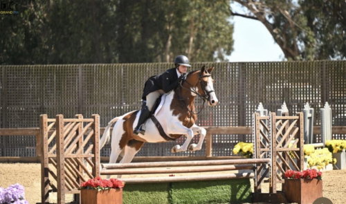 HorseID: 2317801 Ready or Not DCSH - PhotoID: 1104671