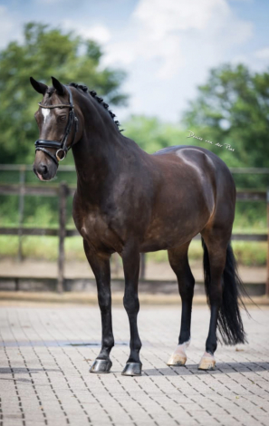 HorseID: 2317805 Floris - PhotoID: 1104674