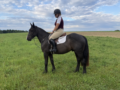 HorseID: 2317813 Connor - PhotoID: 1104685