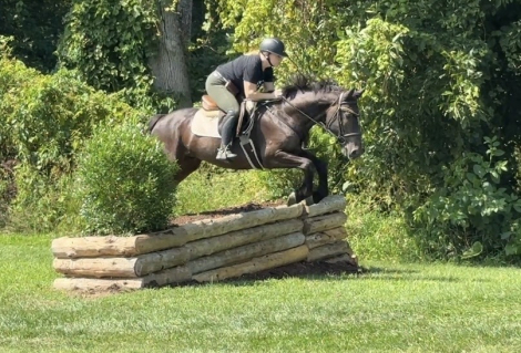 HorseID: 2317814 Jackaroo - PhotoID: 1104686