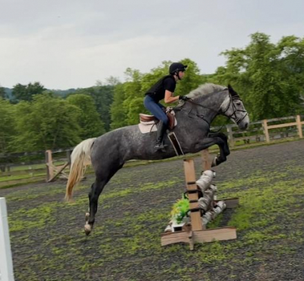 HorseID: 2317815 Kinship - PhotoID: 1104687