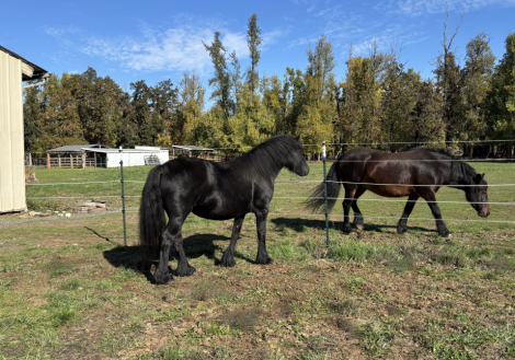 HorseID: 2317816 Drycreek Gertrude - PhotoID: 1104689