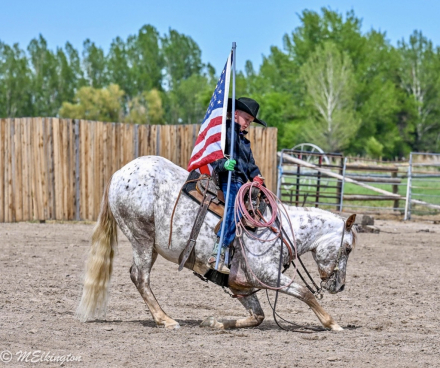 HorseID: 2317820 Dip N Dots - PhotoID: 1104692