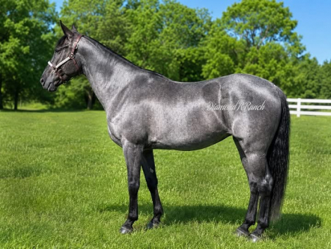 HorseID: 2317821 Blue Bell - PhotoID: 1104695