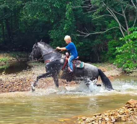 HorseID: 2317821 Blue Bell - PhotoID: 1104696