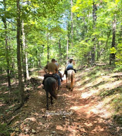 HorseID: 2317821 Blue Bell - PhotoID: 1104697