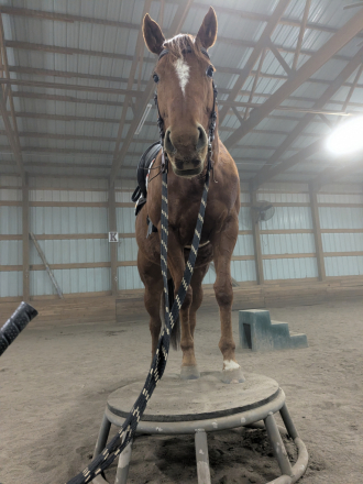 HorseID: 2317826 World is my City - PhotoID: 1104703