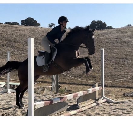 HorseID: 2317827 Moonshine - PhotoID: 1104702