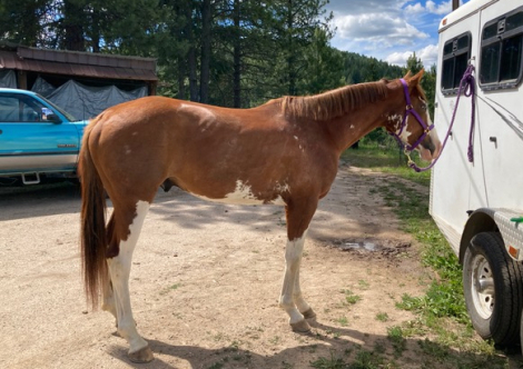 HorseID: 2317829 Radius Vector - PhotoID: 1104705