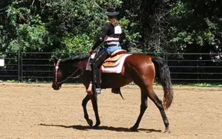 HorseID: 2317831 BMQ Sweettalkinhotty - PhotoID: 1104707