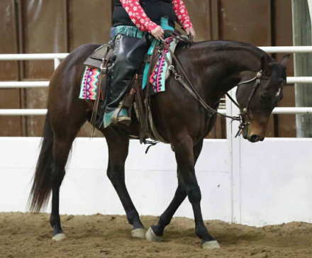 HorseID: 2317831 BMQ Sweettalkinhotty - PhotoID: 1104709