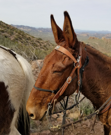HorseID: 2317833 Chuck - PhotoID: 1104721
