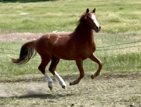 HorseID: 2317842 Northern Star Jaime - PhotoID: 1104733