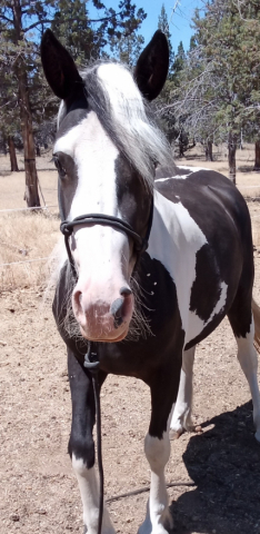 HorseID: 2317845 Agatha - PhotoID: 1104736
