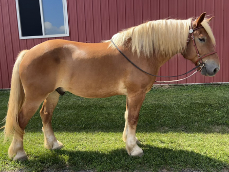 HorseID: 2317849 Guinness - PhotoID: 1104932