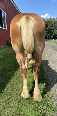 HorseID: 2317849 Guinness - PhotoID: 1104933