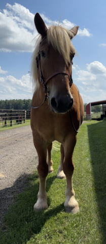HorseID: 2317849 Guinness - PhotoID: 1104934