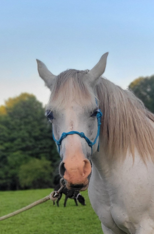 HorseID: 2317853 FV Mys'Tiki - PhotoID: 1104751