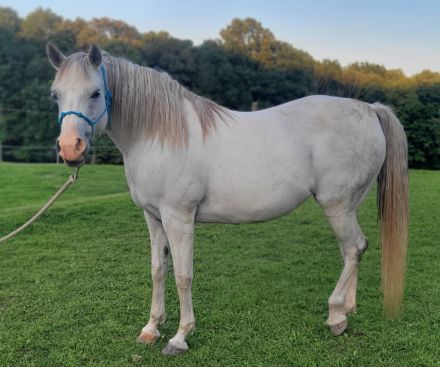 HorseID: 2317853 FV Mys'Tiki - PhotoID: 1104752
