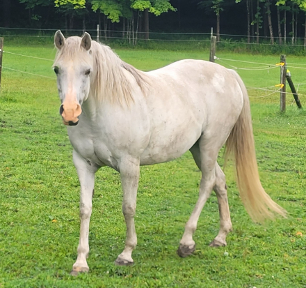 HorseID: 2317853 FV Mys'Tiki - PhotoID: 1104753