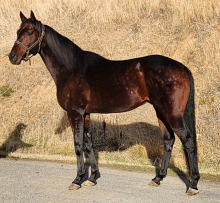 HorseID: 2317855 Jack Sprout - PhotoID: 1104755