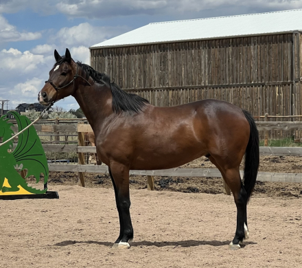 HorseID: 2317856 Maximum Storm - PhotoID: 1104756