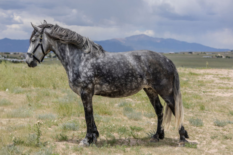 HorseID: 2317859 Reyna de Chagrin - PhotoID: 1104758