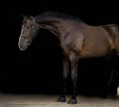 HorseID: 2317865 Zayne - PhotoID: 1104759