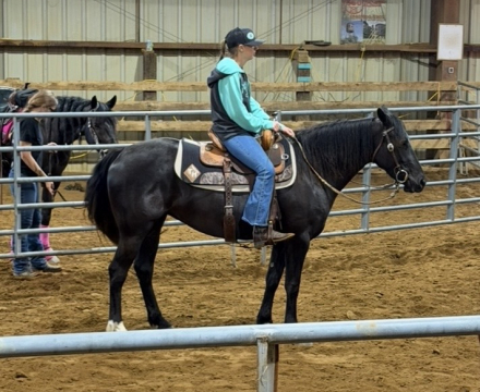 HorseID: 2317868 Easy Daisy Folkert - PhotoID: 1104763