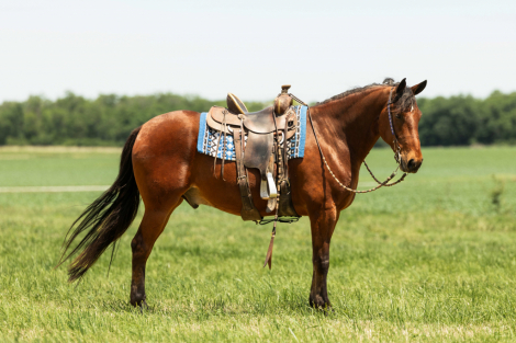 HorseID: 2317871 Dexter - PhotoID: 1104766