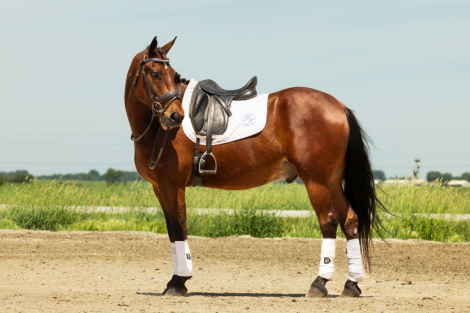 HorseID: 2317871 Dexter - PhotoID: 1104768