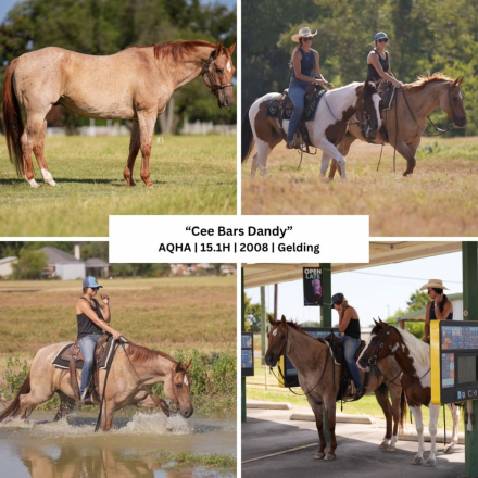 HorseID: 2317874 Cee Bars Dandy - PhotoID: 1104770