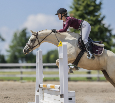 HorseID: 2317877 Tictac - PhotoID: 1104774