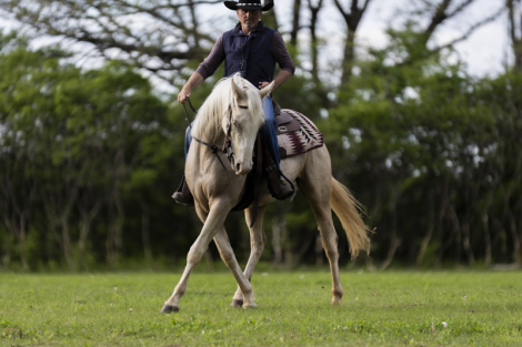 HorseID: 2317877 Tictac - PhotoID: 1104777