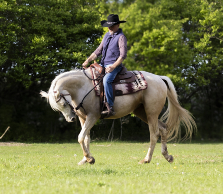 HorseID: 2317877 Tictac - PhotoID: 1104778