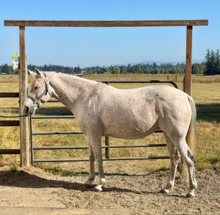 HorseID: 2317880 LEXI - PhotoID: 1104779