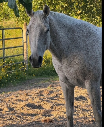 HorseID: 2317880 LEXI - PhotoID: 1104782