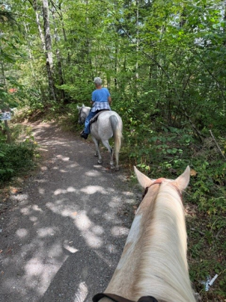 HorseID: 2317880 LEXI - PhotoID: 1104783