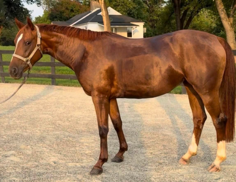 HorseID: 2317884 Gerlinde - PhotoID: 1104786