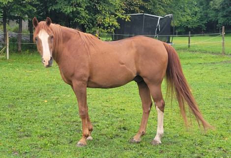 HorseID: 2317886 FV AURAB'ZI - PhotoID: 1104790