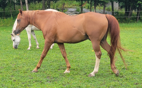 HorseID: 2317886 FV AURAB'ZI - PhotoID: 1104791