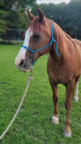 HorseID: 2317886 FV AURAB'ZI - PhotoID: 1104792