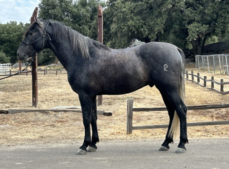 HorseID: 2317891 RC Tequila - PhotoID: 1104796