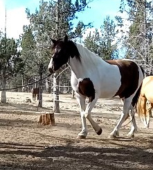 HorseID: 2317894 Warmblood, Gypsy/Thoroughbred Gelding - PhotoID: 1104838