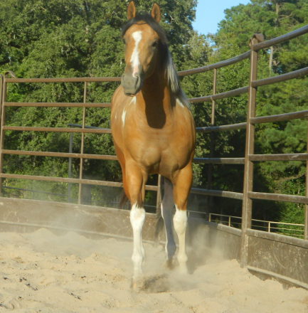 HorseID: 2317896 Miss Secret Gem - PhotoID: 1104803
